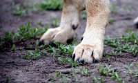 В Кунгуре бойцовая собака откусила ухо 5-летнего мальчика