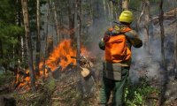 Лесными пожарами охвачено полстраны