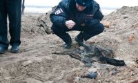 В лесу под Тосно в Ленобласти нашли скелет в свитере