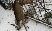 В Липецке косуля погибла, застряв головой в заборе детского садика