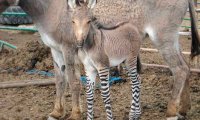 В Мексике родился редкий и необычный гибрид осла и зебры