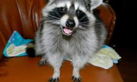 В Москве хотят запретить держать в квартирах лемуров и енотов‍