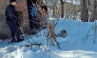 В Новокузнецке спасатели не дали бродячему псу погибнуть в подвале