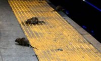 В Нью-Йорке растет популярность «крысиного туризма»