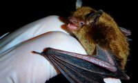 В организме летучих мышей обнаружен белок с вирусом Эбола‍