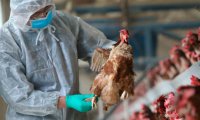 В Орловской области впервые выявили птичий грипп