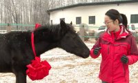 В Пекине была представлена первая в Китае клонированная теплокровная лошадь 