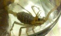 В Перми ищут хозяев скорпиона Володи