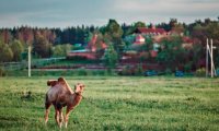 В Подмосковье верблюд укусил беременную женщину‍