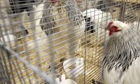 В Подмосковье выявлен очаг птичьего гриппа