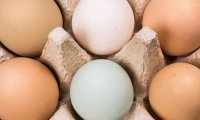 В протухших яйцах обнаружено лекарство против сосудистых отклонений