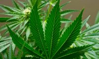 В России исследуют медицинскую марихуану