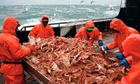 В России могут восстановить крабовые аукционы