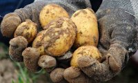 Картофель в России может стать дефицитом