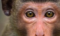 В России начали готовить обезьян для полета на Марс