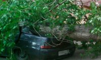 В Рязани из-за дорожных работ дерево расплющило автомобиль