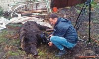 В сеть попало видео бегающего по Семилукам медведя-убийцы