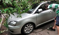 В Севастополе сняли на камеру рухнувшее на иномарку дерево