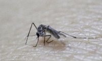 В Сочи проведут обработку от переносящих вирус Зика комаров