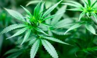 В США откроется институт марихуаны 