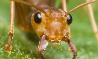 В США создали генетически модифицированных муравьев-социопатов