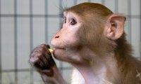 В США возник дефицит подопытных обезьян на фоне скандала с контрабандой из Камбоджи