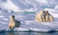 В течение десяти лет российская Арктика может остаться без белых медведей