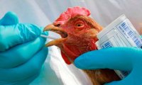 В Тюменской области птичий грипп