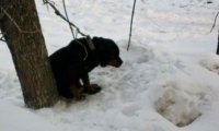 В Тюменском лесу живодеры бросили пса умирать на морозе привязанным к дереву