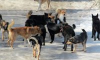 В Улан-Удэ бродячие собаки регулярно нападают на детей