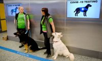 В Великобритании могут начать использовать собак-ищеек для обнаружения коронавируса