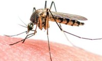 В Великобритании нашли комаров, переносящих вирус Зика