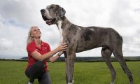 В Великобритании вырастили гигантского дога