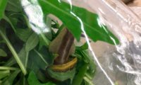 В волгоградском супермаркете продают рукколу с живыми улитками