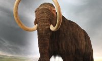 В вымирании мамонтов виноваты не охотники, а климат