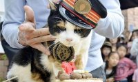 В Японии умерла кошка-начальник вокзала
