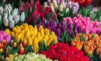 В знак признания в любви! Весенний праздник 8 Марта немыслим без цветов для прекрасной половины человечества
