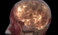 Ваш мозг излучает тайный свет: ученые научились его считывать