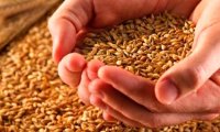 Вьетнам опередил Турцию по уровню импорта российского зерна