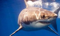 Власти Австралии убили 50 акул ради безопасности отдыхающих  