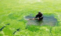 Водоросли несут опасность для людей