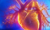 Возраст сердца можно будет уменьшить