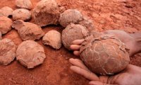 Яйца динозавров нашли в Аргентине с эмбрионами внутри
