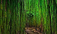 Японцы намереваются массово производить электроэнергию из бамбука
