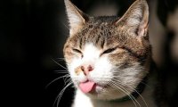 Японцы научились переводить кошачий язык
