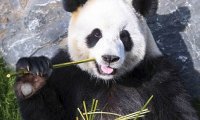 Экологи предрекают массовое вымирание панд