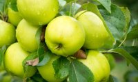Эксперты назвали невероятные преимущества зеленых яблок