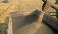 Экспорт зерна из РФ вырос на 19%