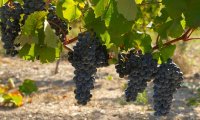 Экспорту винограда в Россию ничто не угрожает – глава Союза виноделов Армении