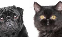 Эволюция под человеческим контролем: почему кошки и собаки становятся похожими